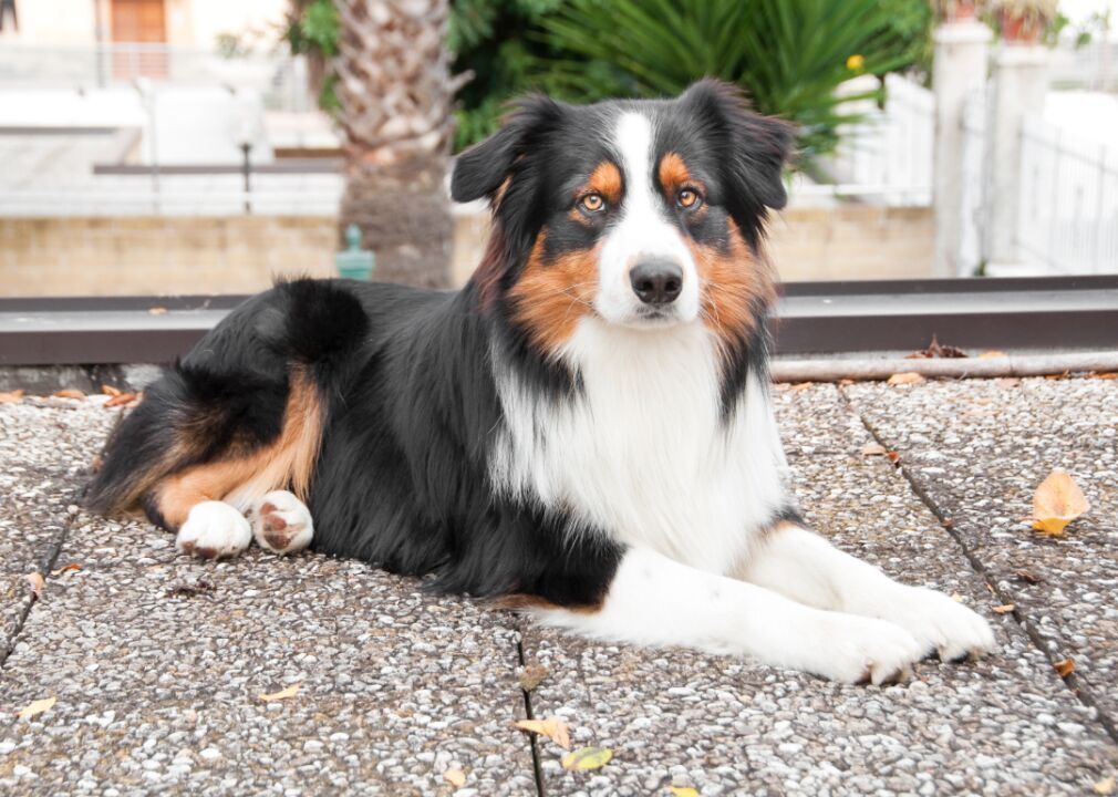 #12. Australian shepherd